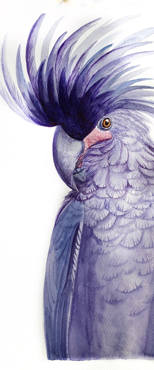 Black palm cockatoo, A Playful Glimpse of Nature in Watercolour by Tetiana Savchenko