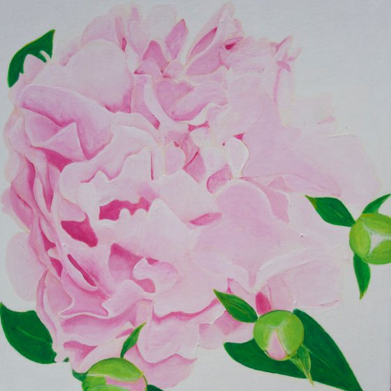 Pink Peonies