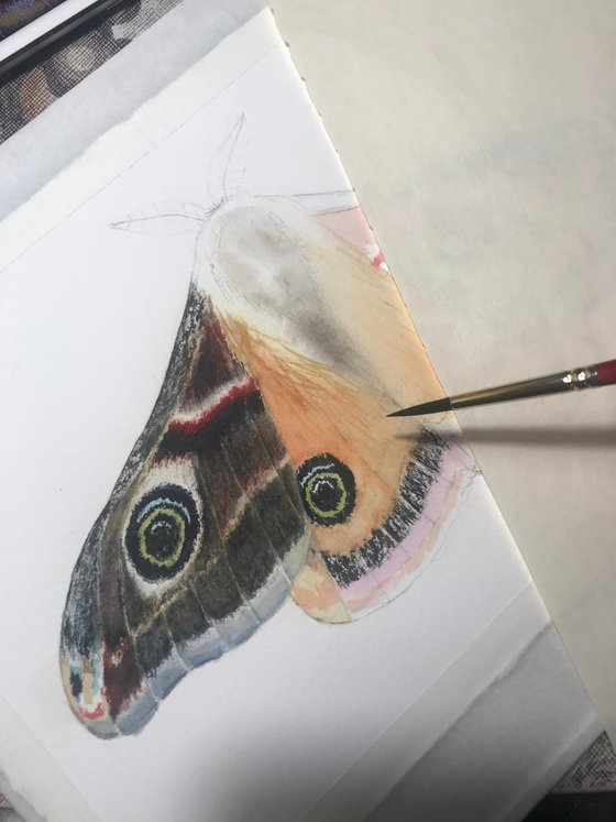 Small emperor moth watercolour illustration