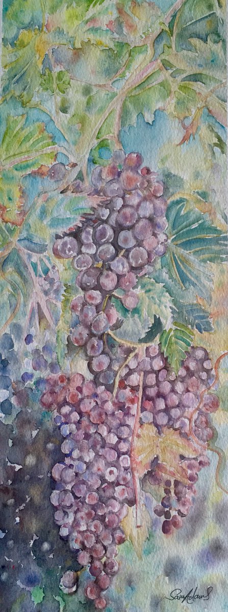 Italian red grapes by Samantha Adams