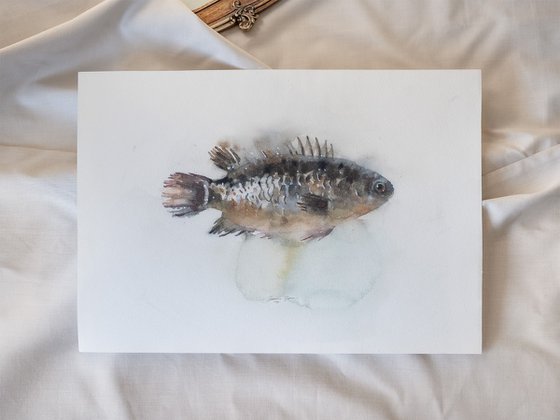 Perch Fish