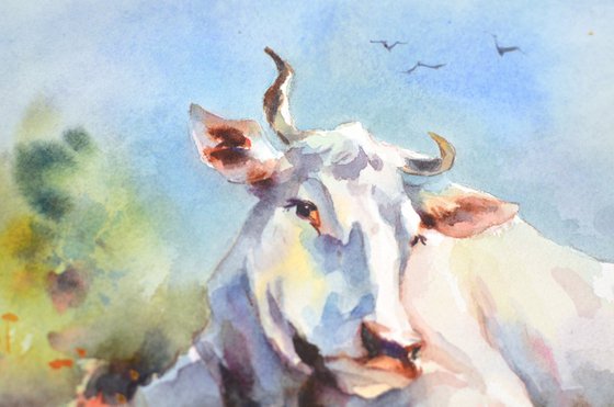 White cow