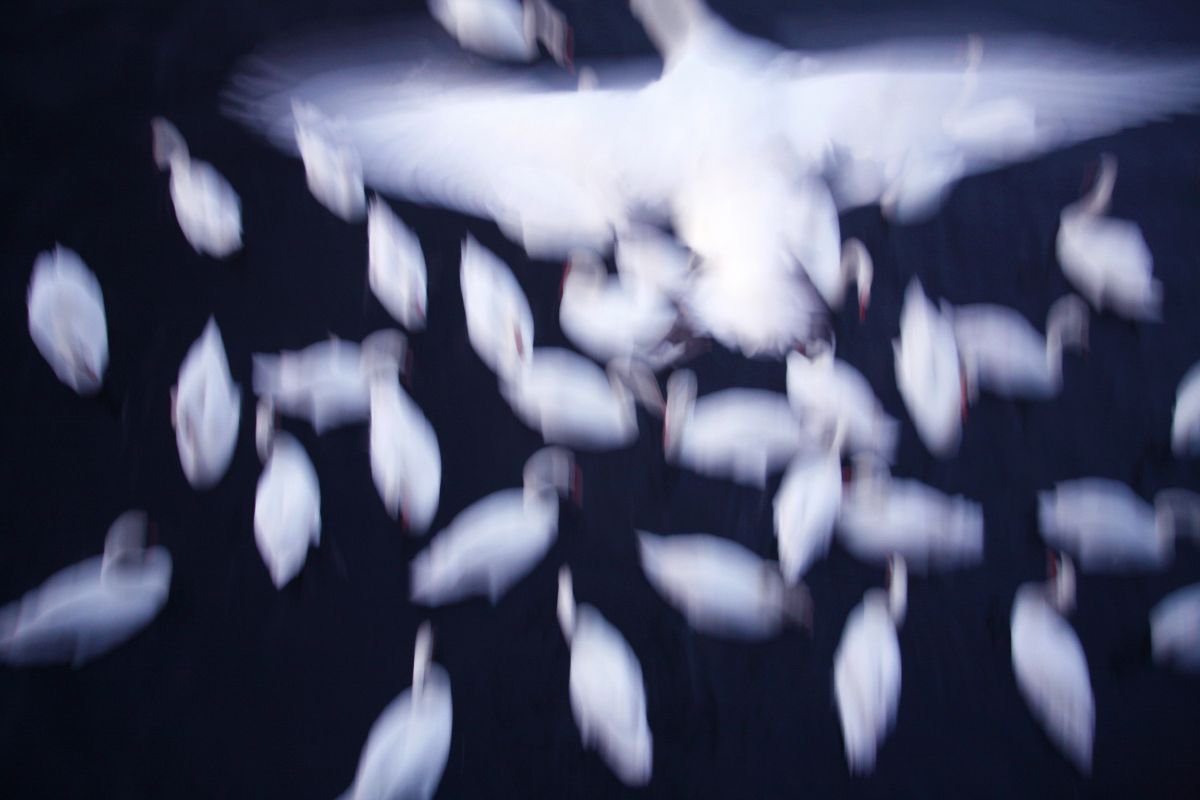 Swans i by Louise O’Gorman