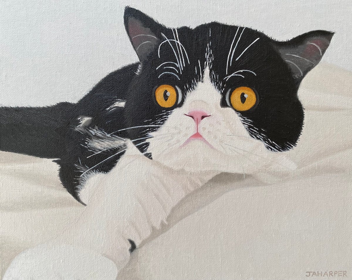Photorealistic Animal Oil Painting By Jill Ann Harper, 12 X 10, Tuxedo Cat, Original Artwork