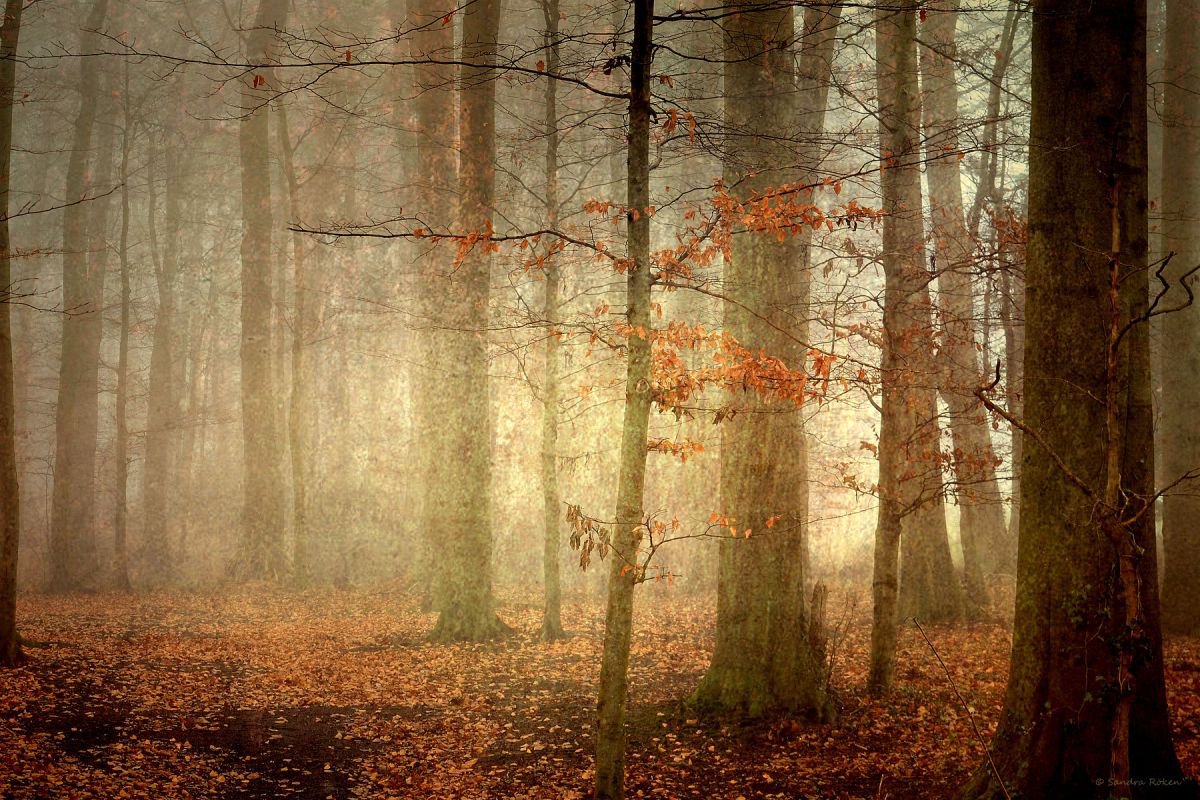 *The last Leaves of Autumn - Hahnemuhle Photo Rag by Sandra Roeken