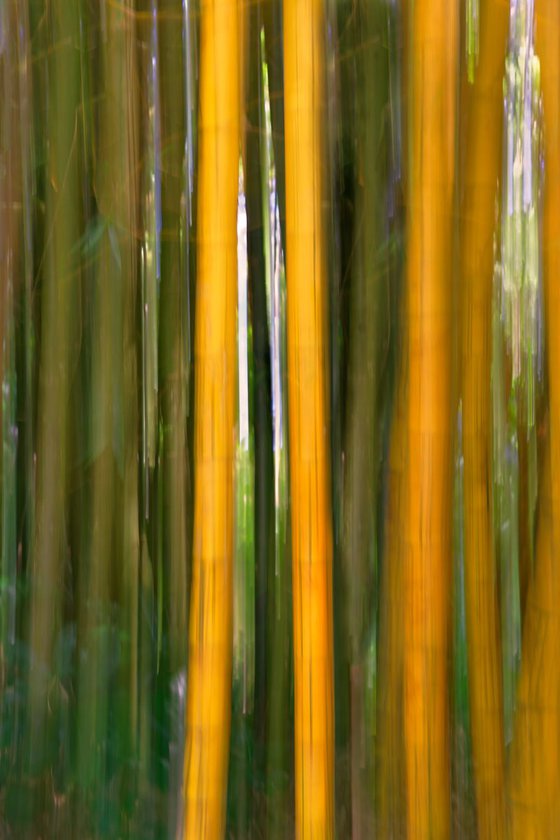 Bamboo Impressions