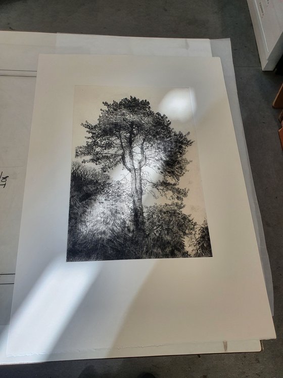 Greville Smyth Pine