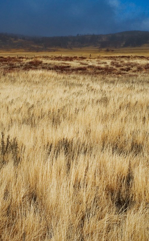 Grass Storm by Gary Moger