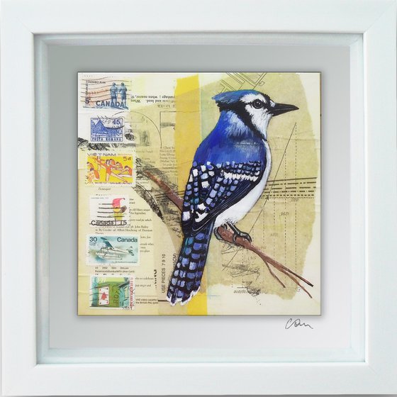 Blue Jay - Ornithology #7 - Framed ready to hang original painting