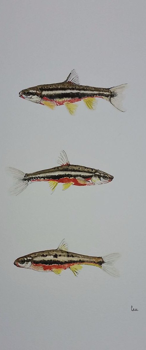 Southern Redbellies by Katrina Case