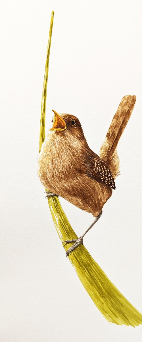Loud wren by Karina Danylchuk