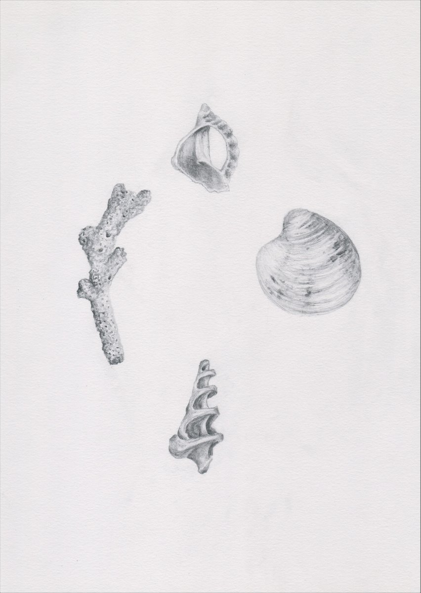 Shells and Coral Study in Pencil by Veronica Lamb