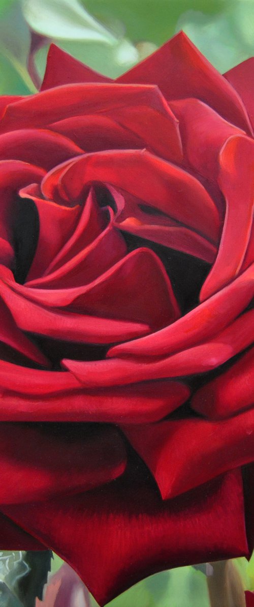 Red rose by Valeri Tsvetkov