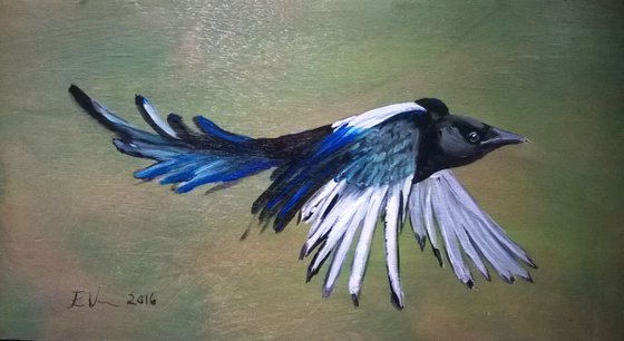Magpie in Flight