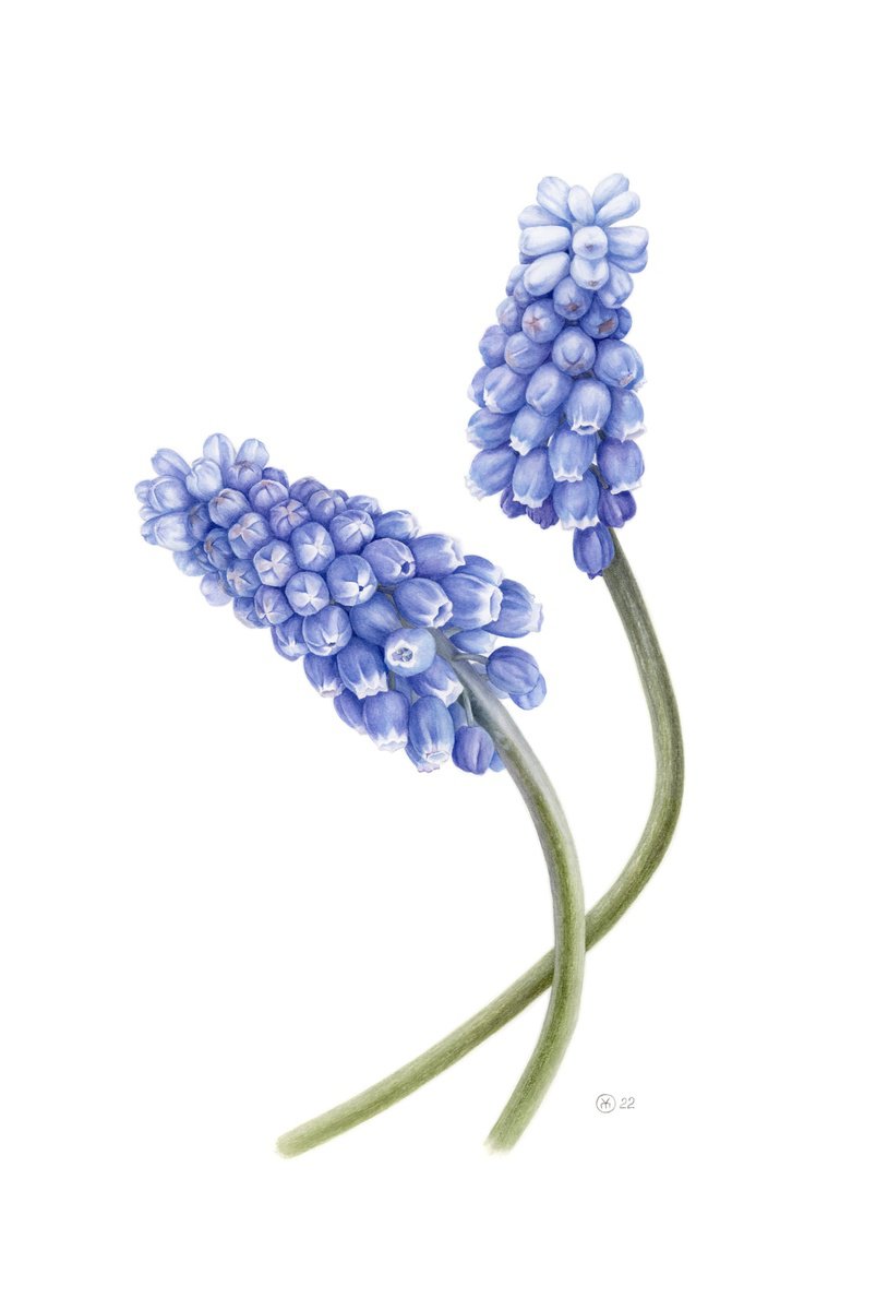 Photorealistic Botanical Watercolour By Yuliia Moiseieva, 15 X 22", Muscari Dialogue, Original Artwork