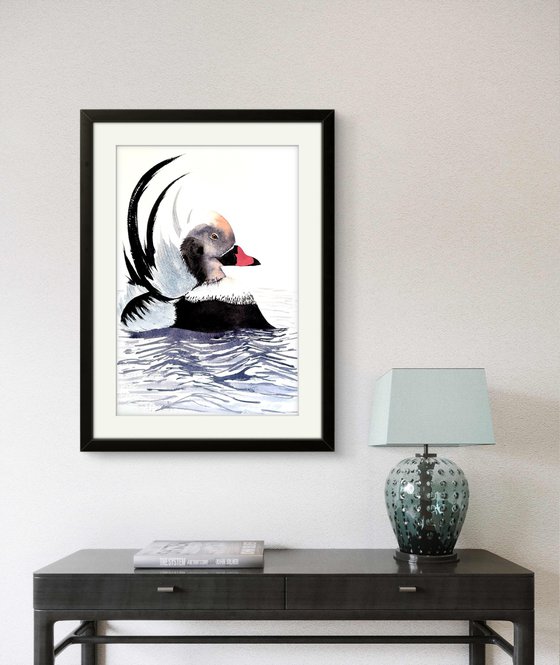 Long-tailed duck Moretta codon