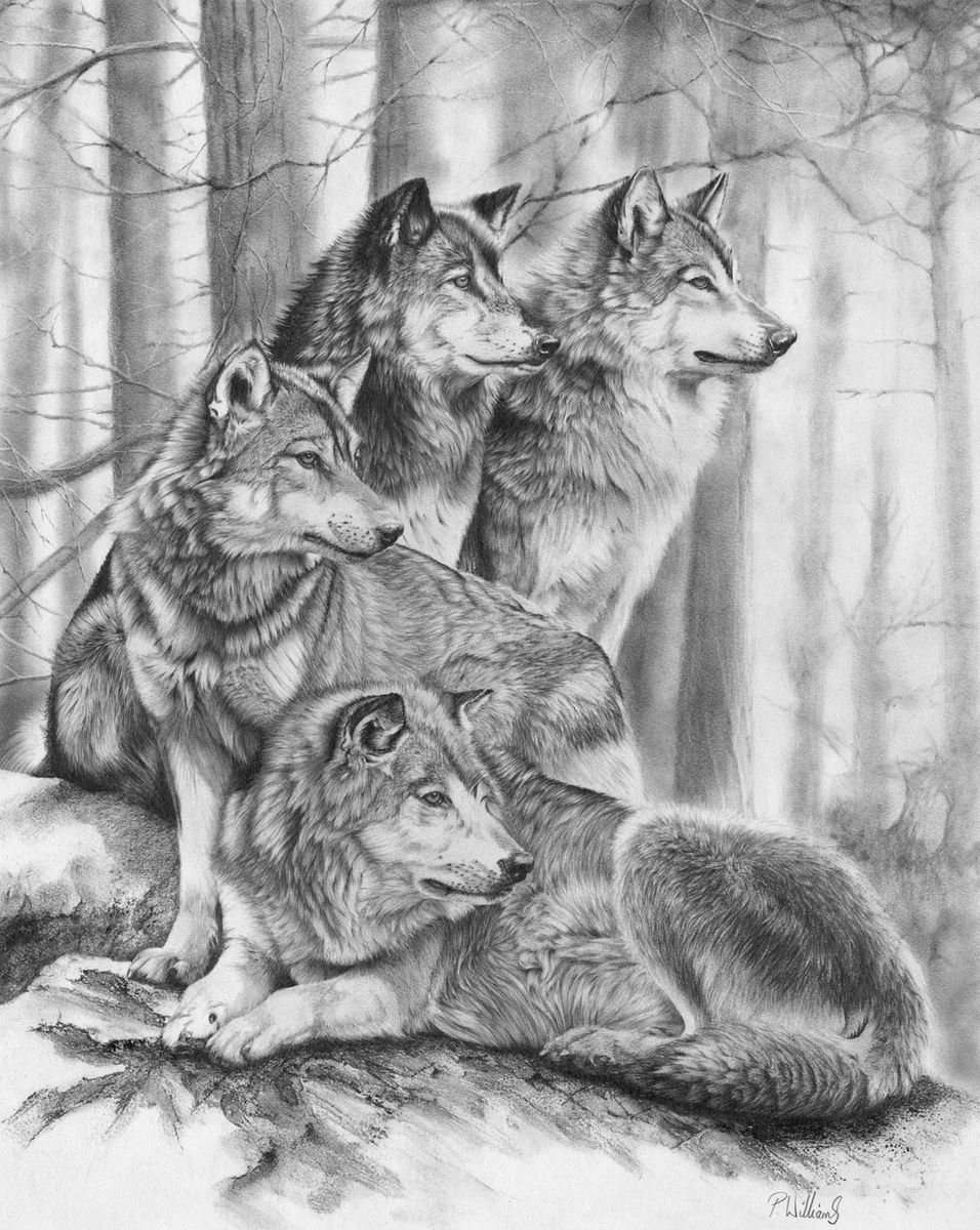 Wolf Pack Pencil drawing by Peter Williams Artfinder