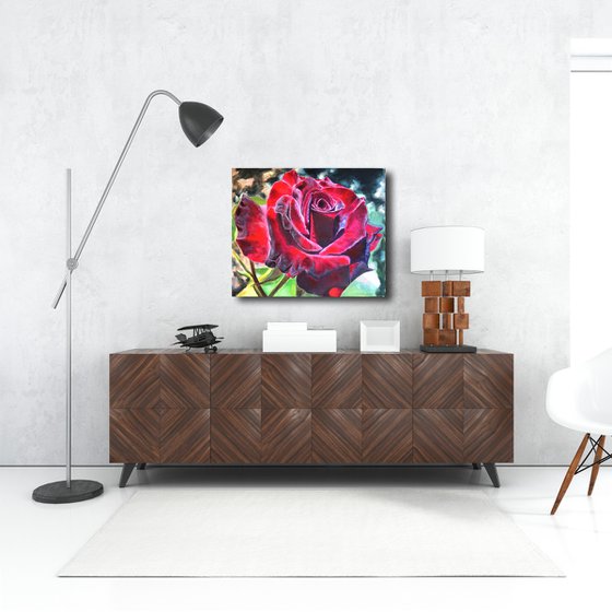 Burgundy Rose in Bloom