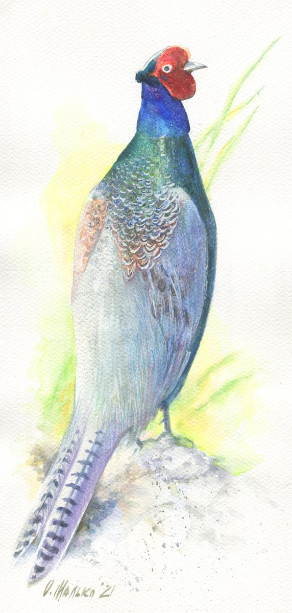 Japanese green pheasant / Bright blue green bird Original picture Wild nature Watercolor p... by Olha Malko