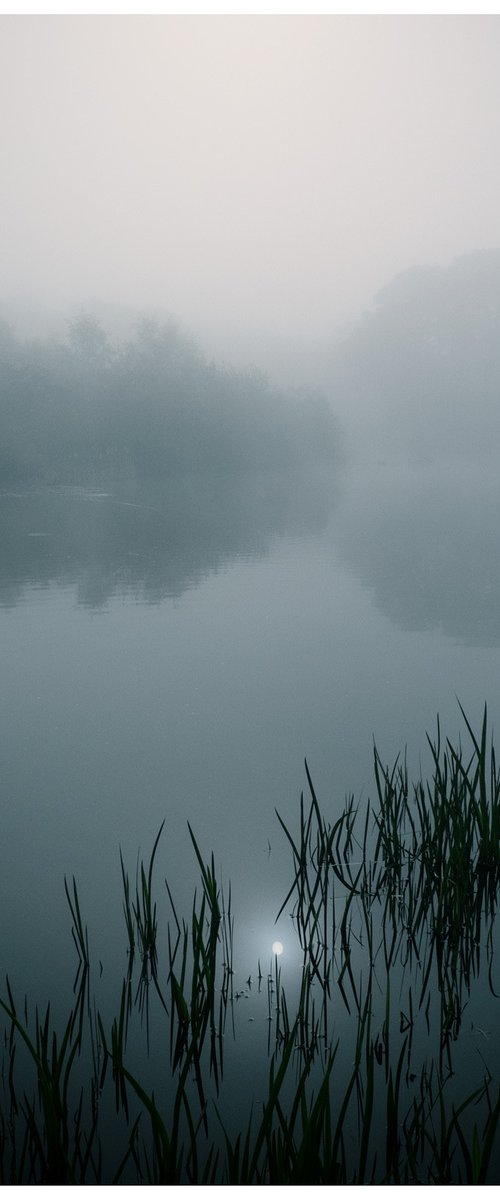 Amongst the Reeds by David Baker