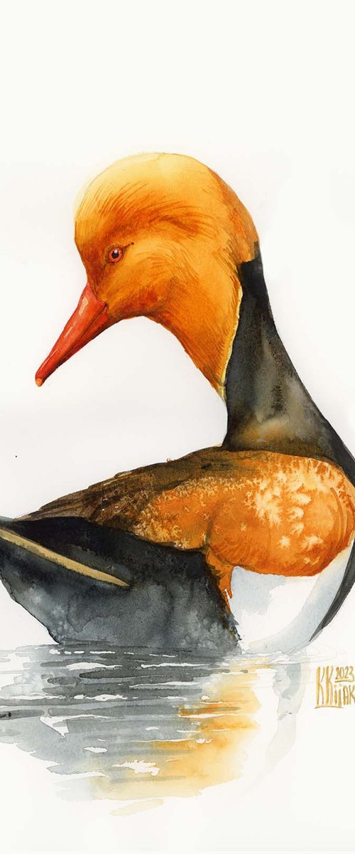 Red-crested pochard by Karolina Kijak