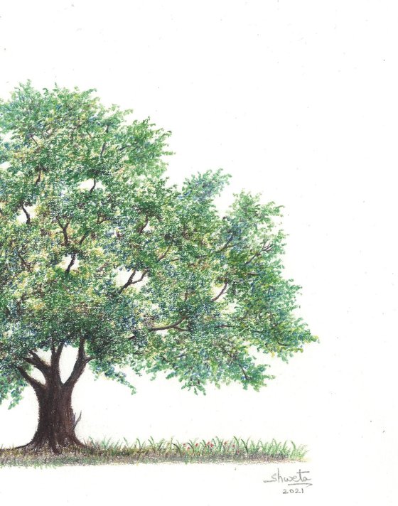 Solitary Oak Tree