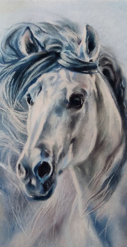 Portrait of a white stallion by Magdalena Palega
