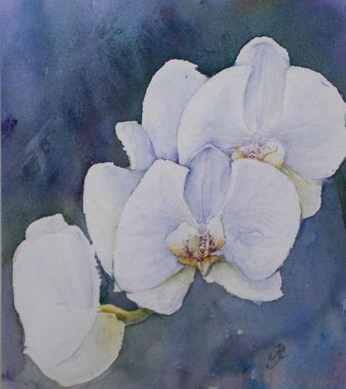 Orchids by Jenny Alsop