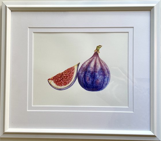 Purple Fig Original Watercolor