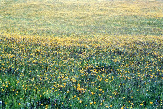 Meadow - Unmounted (24x16in)