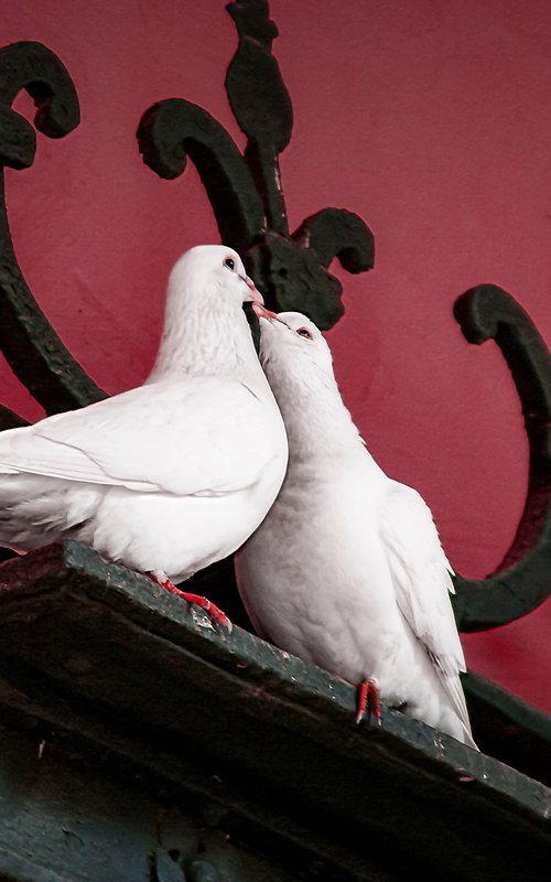 Two Doves, Andalusia by Basel Almisshal