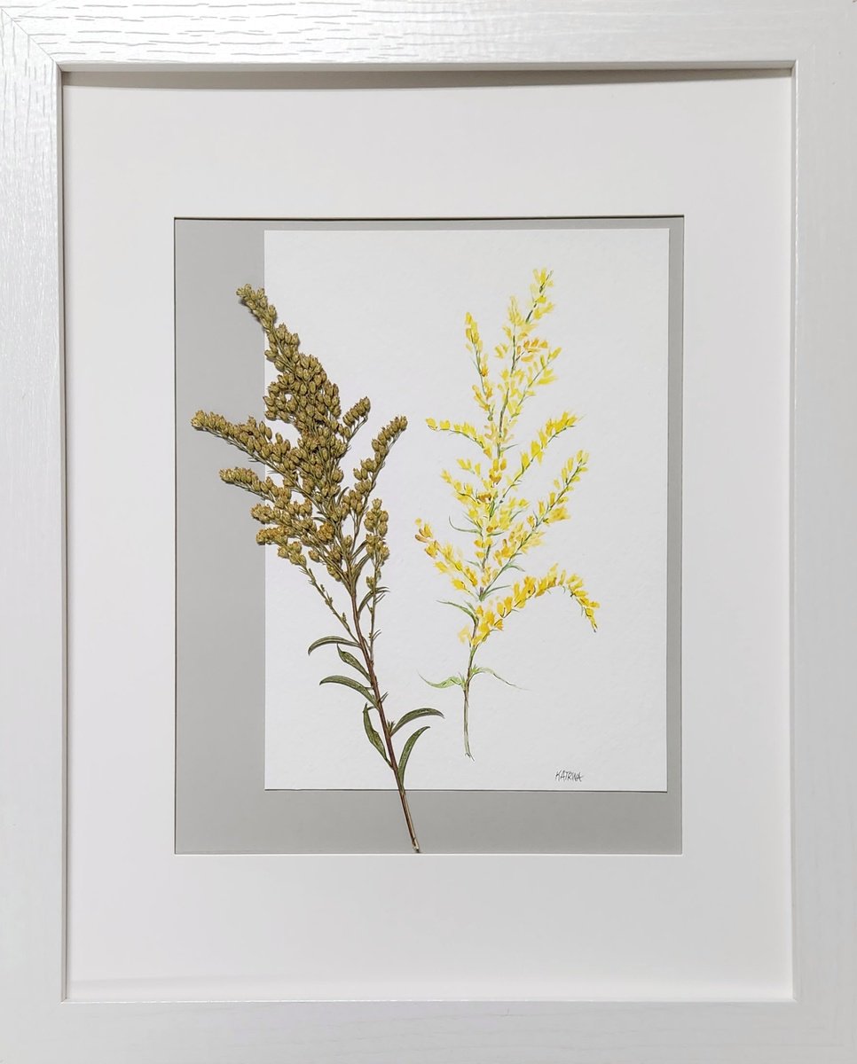 Field Goldenrod by Katrina Case