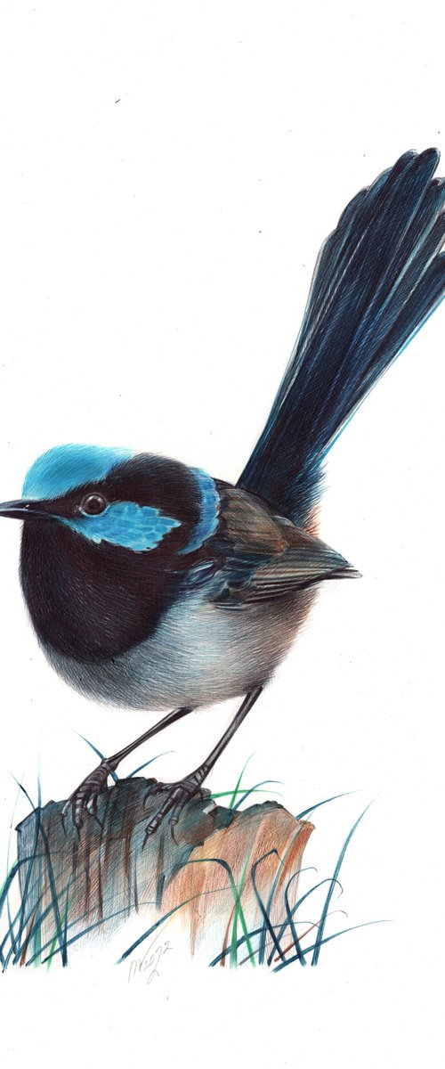 Superb Fairywren - Bird Portrait by Daria Maier