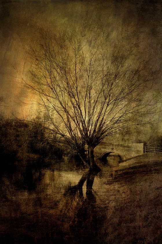 The Tree in the River