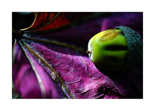 Macro Nature Photography Colourful Composition by Richard Vloemans