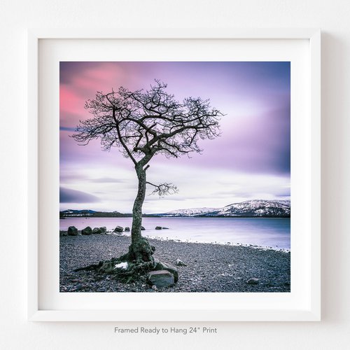 The Little Tree, Loch Lomond by Lynne Douglas