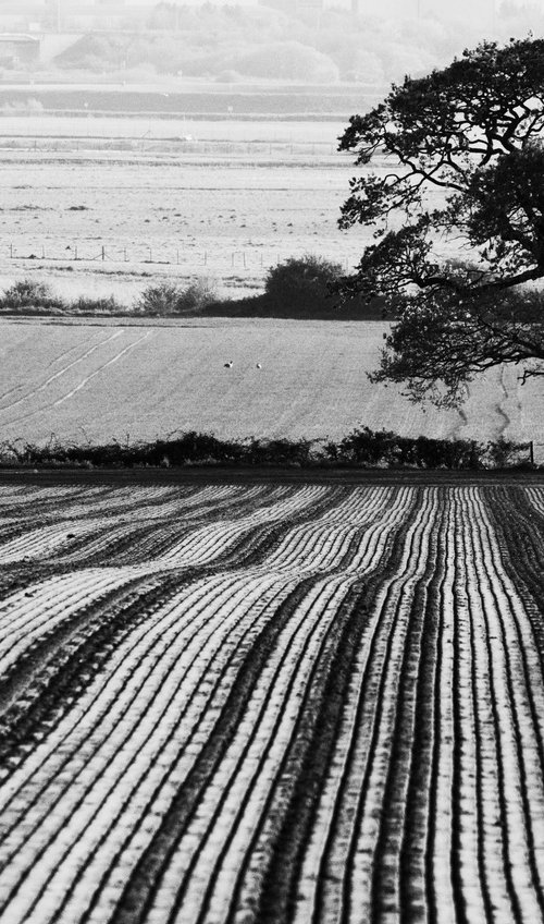 Tree and Ploughed Field [Unframed; also available framed] by Charles Brabin