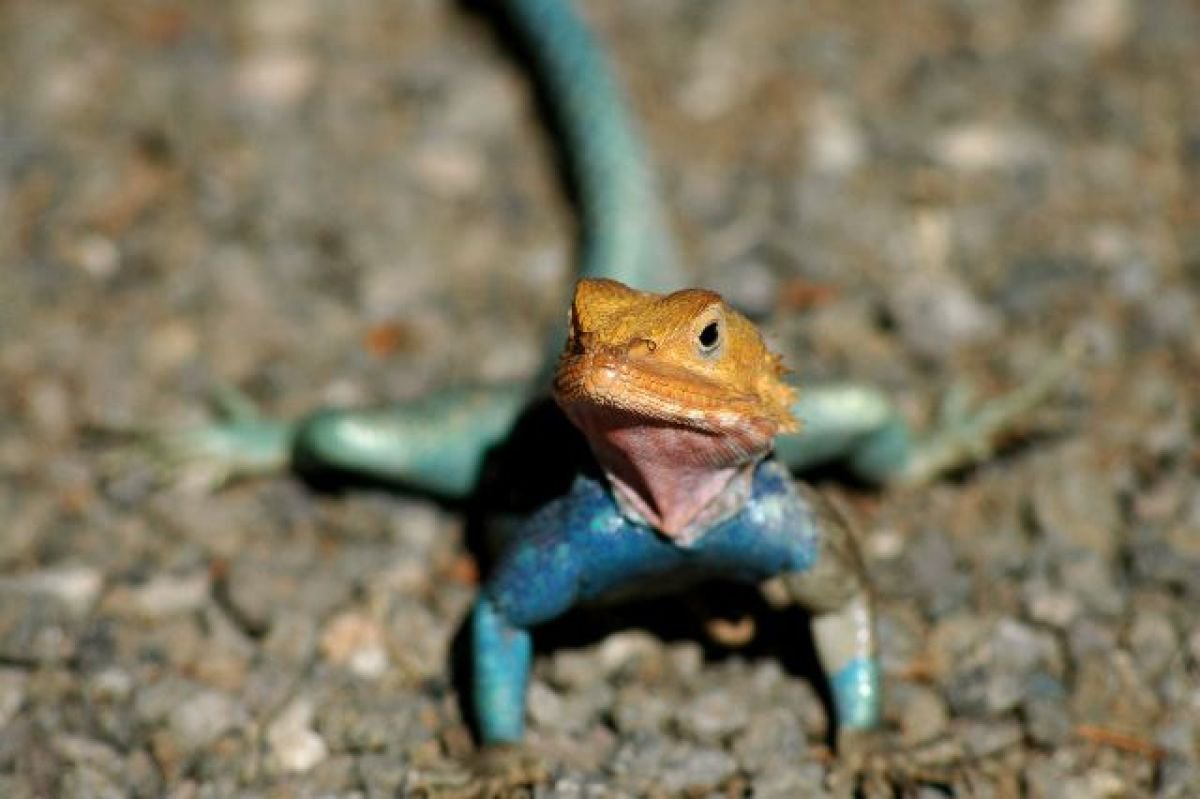 Photorealistic Animal Photograph By Marc Ehrenbold, 40 X 30", African Lizard, Original Artwork