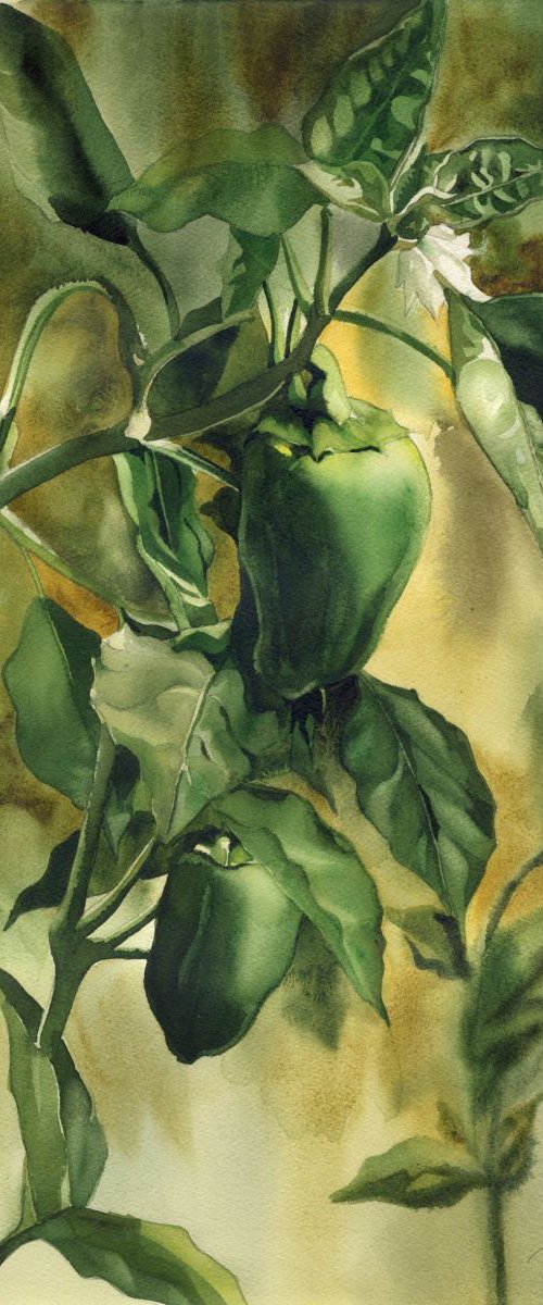 Garden Green Peppers by Alfred  Ng