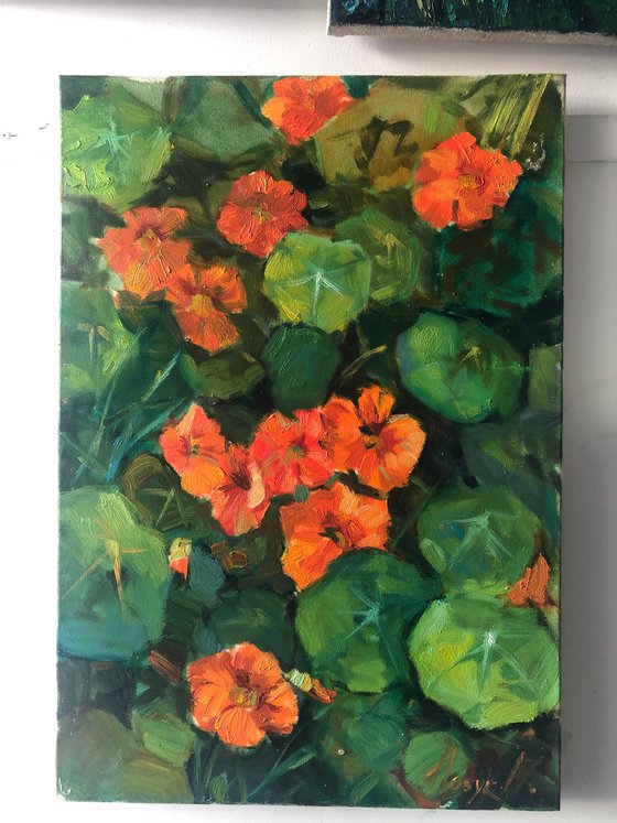 nasturtium