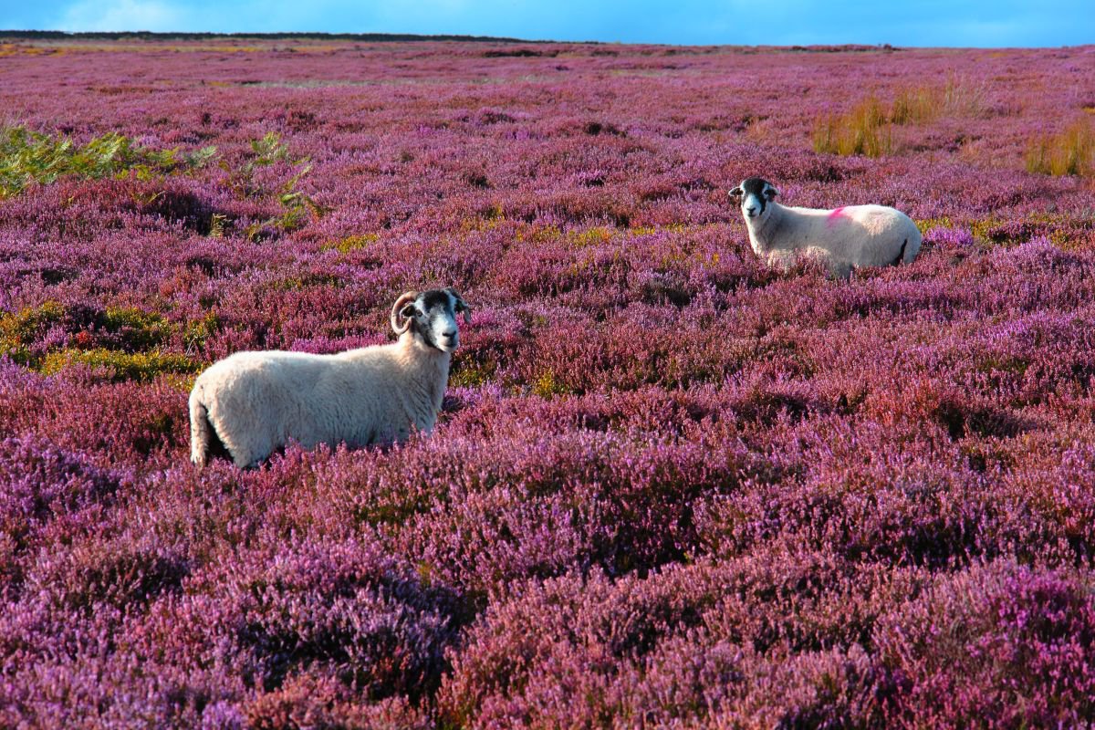 Moorland Sheep by Paul Berriff OBE