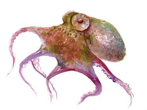 Octopus, olive green pink shade by Suren Nersisyan