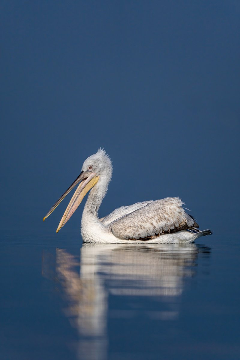 Photorealistic Animal Photograph By Nick Dale, 38 X 53", Open Bill, Original Artwork