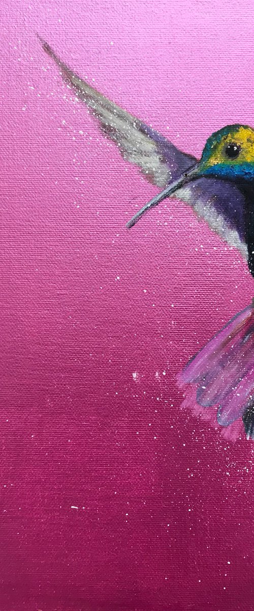 Green-breasted Mango Hummingbird ~ on Metallic Pink by Laure Bury