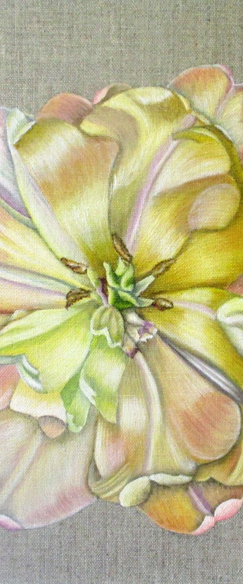 Crème Upstar Tulip by Angela Stanbridge