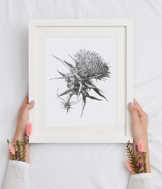 Thistle. Limited Edition print