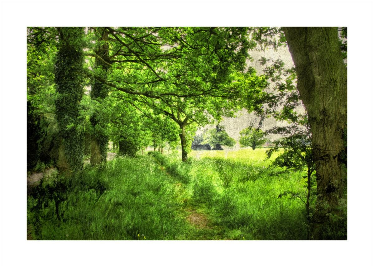 Tree lined Footpath by Martin  Fry