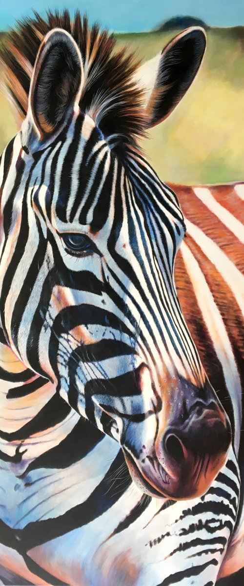 Zebra Portrait by Karl Hamilton-Cox