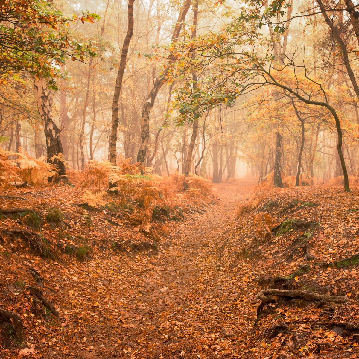 Autumn Path by Tracie Callaghan