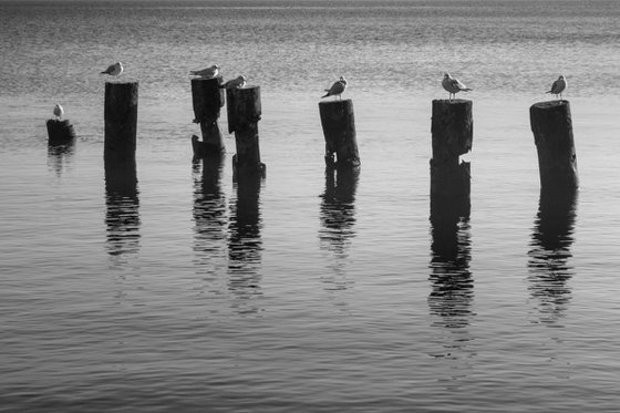 Seven seagulls. (story 2)